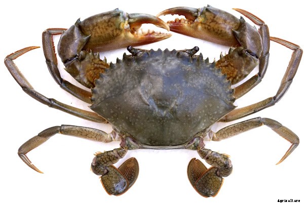 Profitable Mud Crab Farming Plan for Beginners