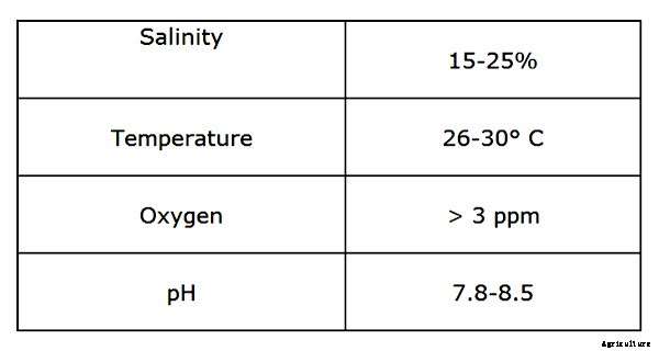 Profitable Mud Crab Farming Plan for Beginners