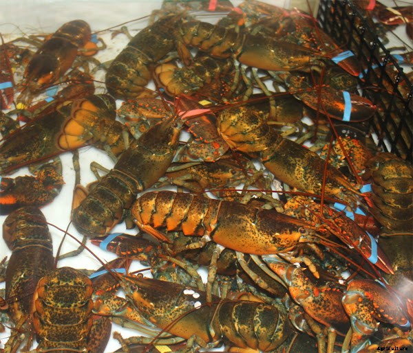 Lobster Farming Business Starting Tips For Beginners