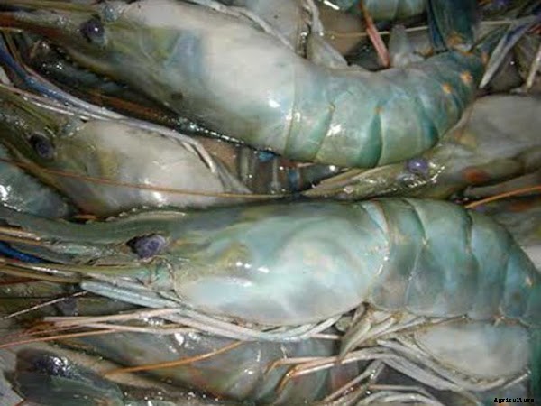 Start Lucrative Giant River Prawn Farming Business
