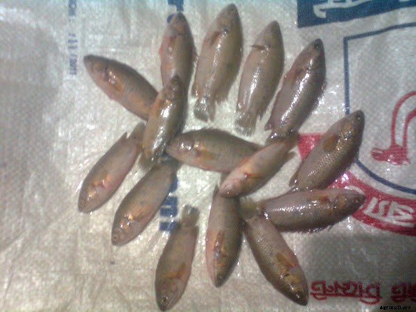 Profitable Koi Fish Farming Business Guide For Beginners