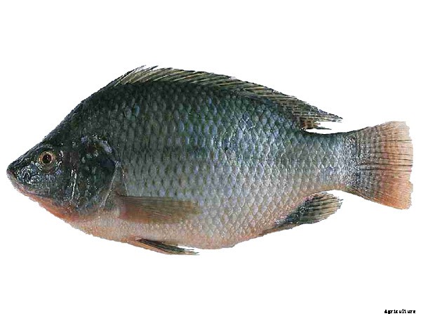 Best Tilapia Fish Farming Business Guide For Beginners