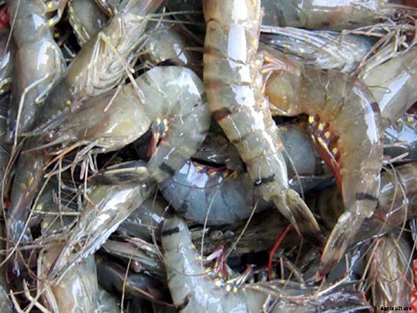 Commercial Shrimp Farming Business Guide For Beginners