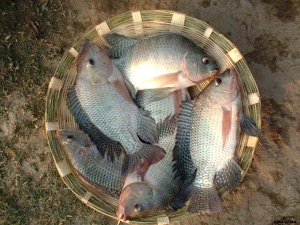 Lucrative Fish Farming Business Guide For Beginners