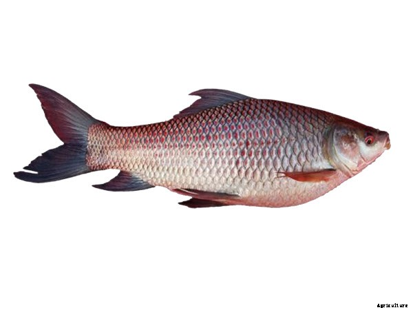 Lucrative Fish Farming Business Guide For Beginners