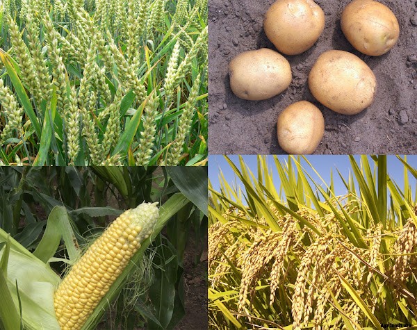 How to Start Crop Farming Business For Highest Profits