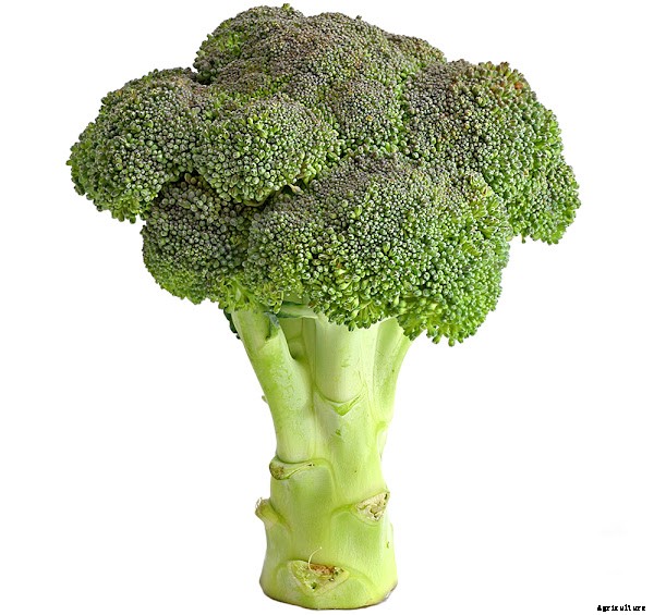 Profitable Broccoli Farming Business Guide For Beginners