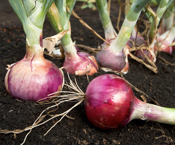 Profitable Onion Farming Business Guide for Beginners