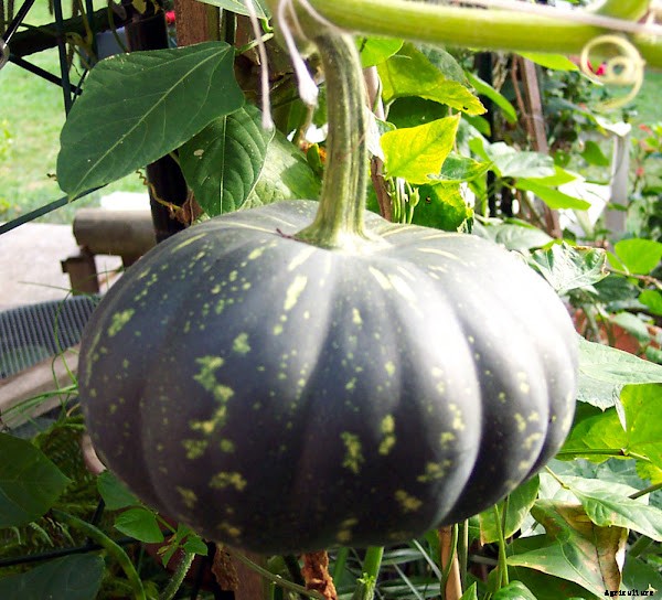 Pumpkin Farming Business Starting Plan for Beginners