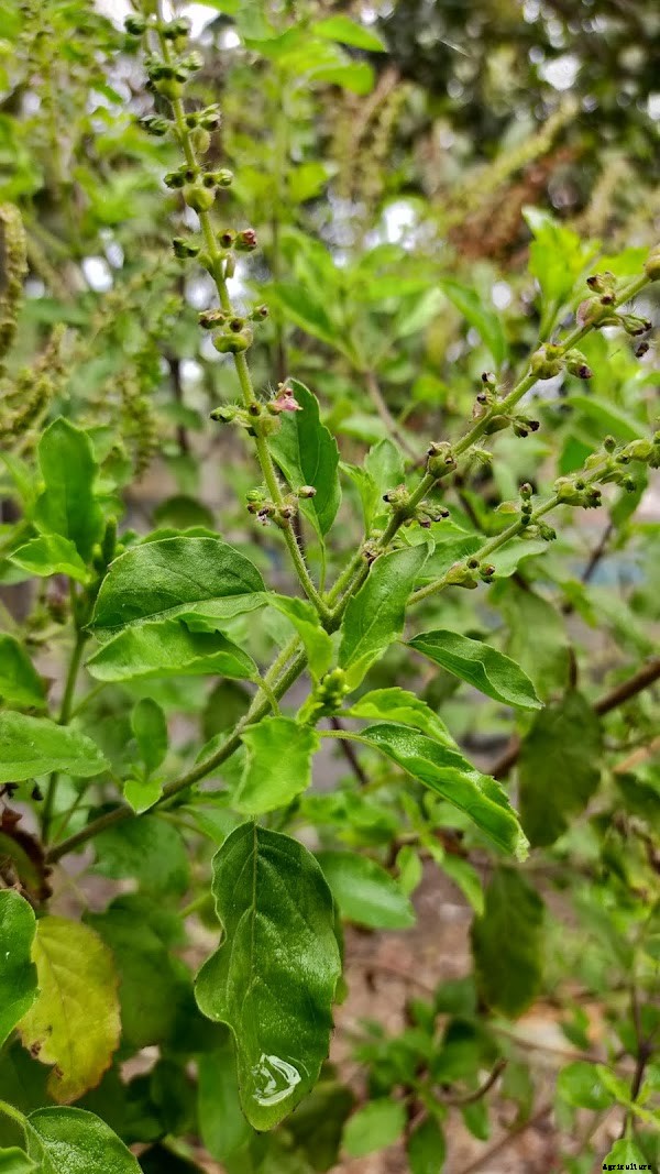 Lucrative Tulsi Farming Business Guide For Beginners