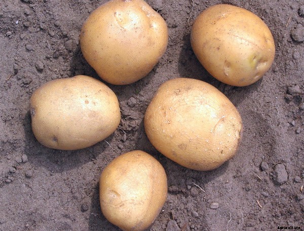 Best Potato Farming Business Guide For Beginners