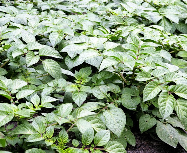 Best Potato Farming Business Guide For Beginners