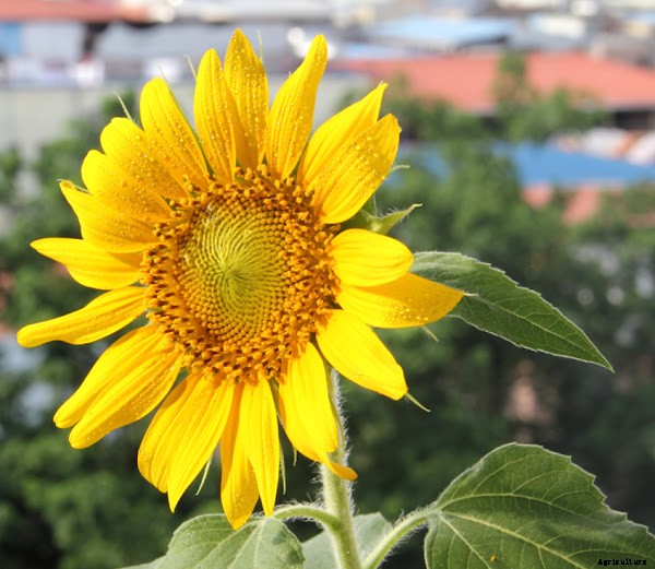 Start Sunflower Farming Business For High Profit