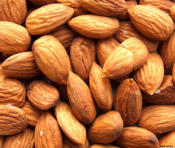 Commercial Almond Farming Business For High Profits