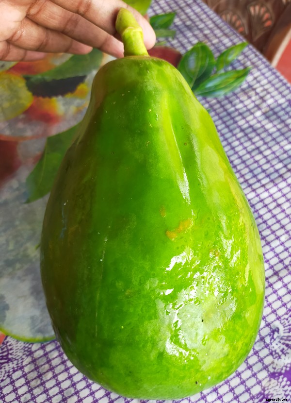 Start Easy Papaya Farming Business For High Profits