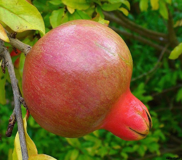 Highly Profitable Pomegranate Farming Business Guide