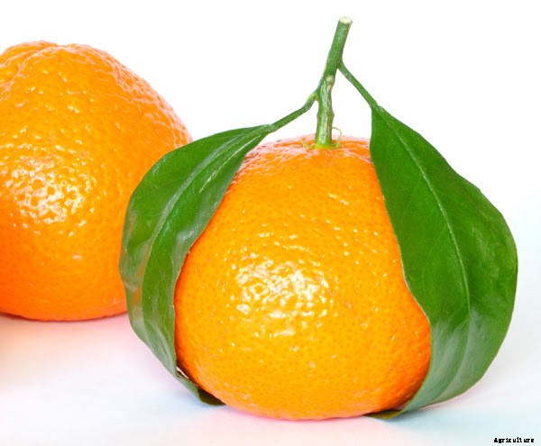 Profitable Orange Farming Business Guide For Beginners