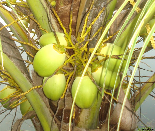 Profitable Coconut Farming Business Plan For Beginners