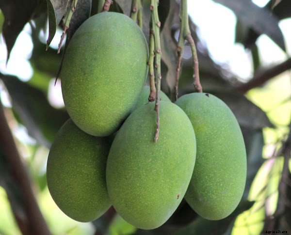 Profitable Mango Farming Business Guide for Beginners