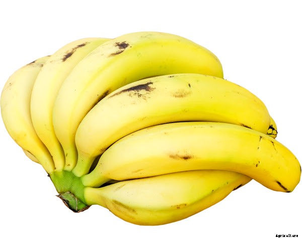 Best Banana Farming Business Plan For Making Profits
