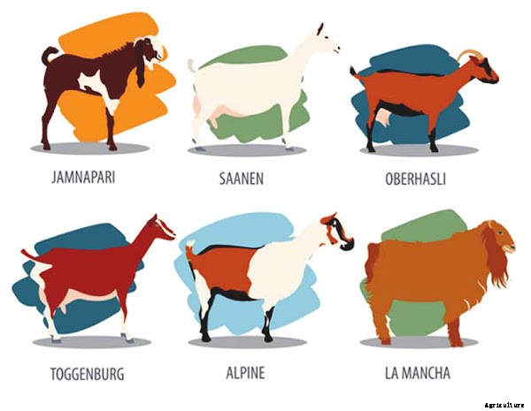 10 Best Dairy Goat Breeds for Milk Production