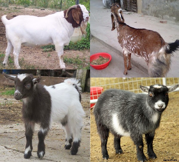 Pros and Cons of Goat Farming Business You Should Know