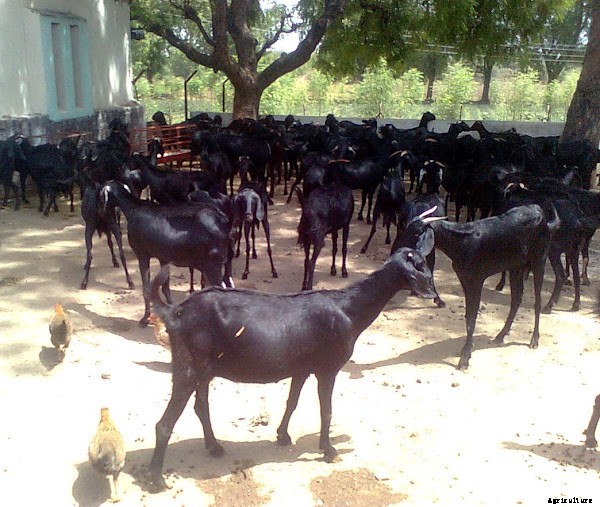 Profitable Goat Farming Business Guide For Beginners