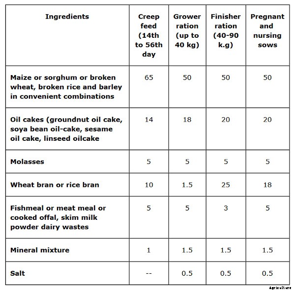 Best Pig Farming Business Guide For Beginners
