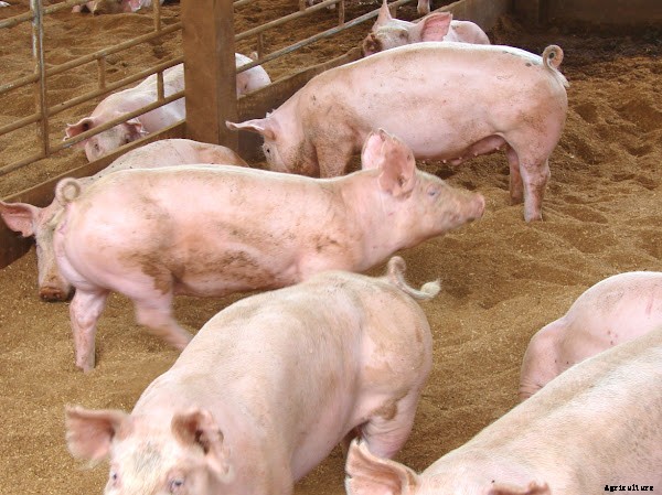 Best Pig Farming Business Guide For Beginners