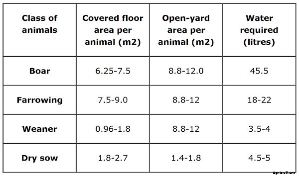 Best Pig Farming Business Guide For Beginners