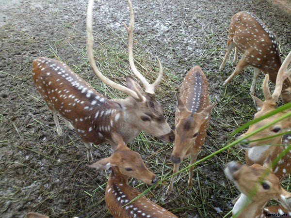Profitable Deer Farming Business Guide For Beginners