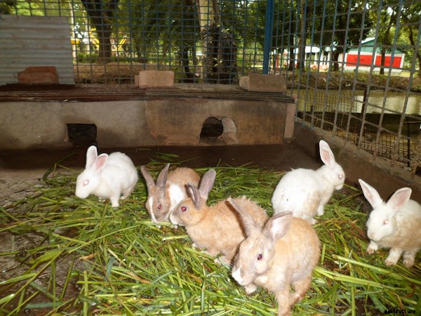 Profitable Rabbit Farming Business Guide For Beginners
