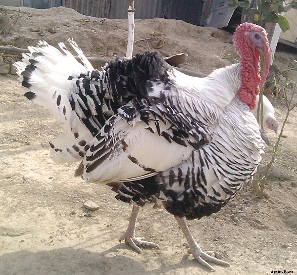 Turkey Farming Business Starting Plan For Beginners