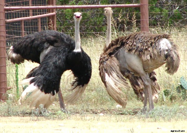 Highly Profitable Ostrich Farming Business Guide
