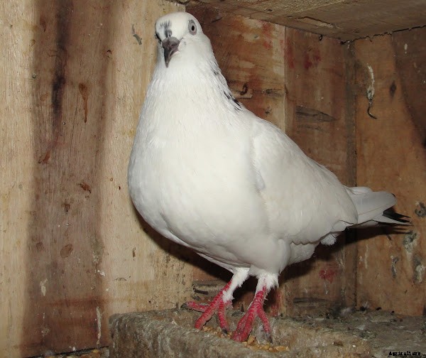 Pigeon Farming Business Starting Guide For Beginners