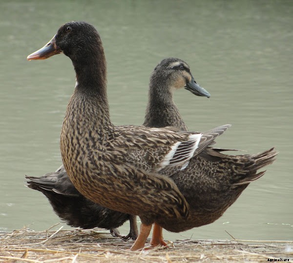 Start Easy Duck Farming Business For High Profits