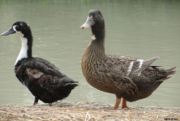 Start Easy Duck Farming Business For High Profits