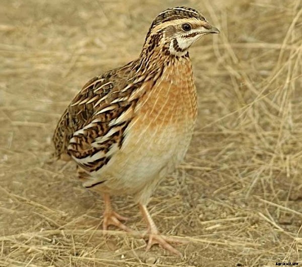 Best Quail Farming Business Guide For Beginners