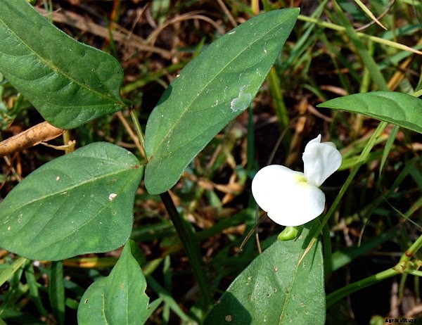Guide For Growing Black Eyed Peas in Home Garden