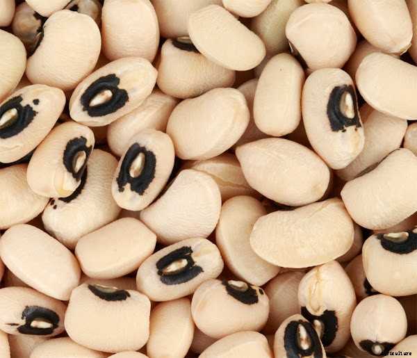 Guide For Growing Black Eyed Peas in Home Garden
