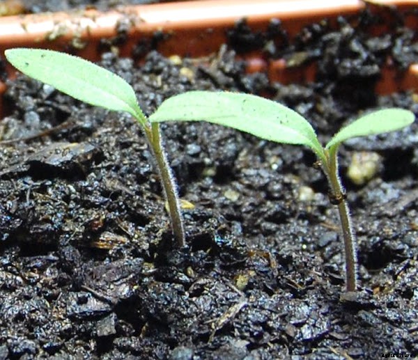 Growing Tomatoes Organically in Home Garden