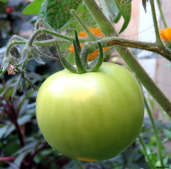 Growing Tomatoes Organically in Home Garden