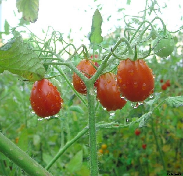 Growing Tomatoes Organically in Home Garden