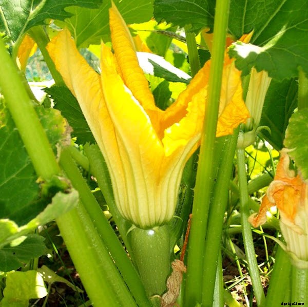 How to Start Growing Zucchini Organically in Home Garden