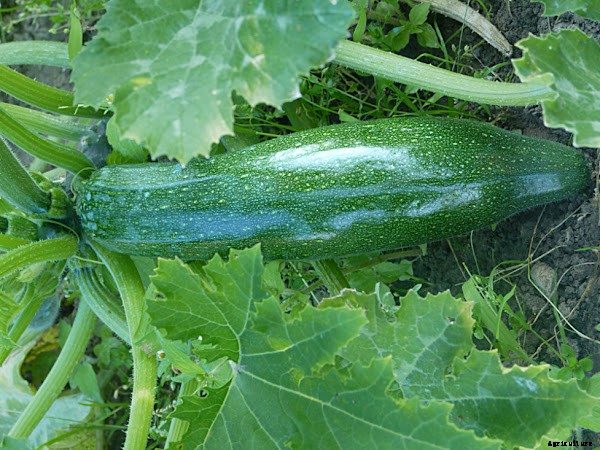How to Start Growing Zucchini Organically in Home Garden