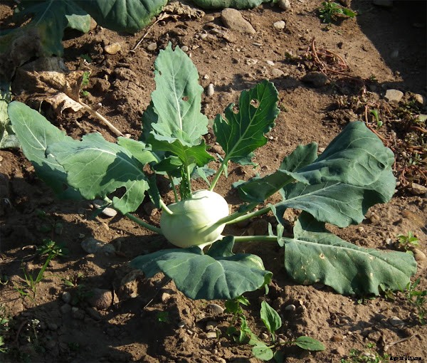Best Tips For Growing Kohlrabi Organically in Home Garden