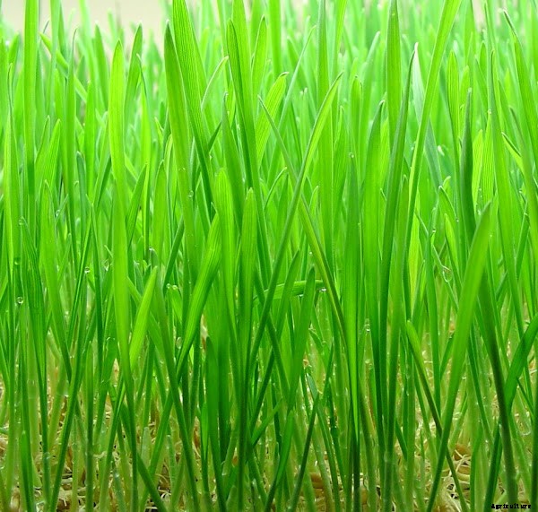Best Guide For Growing Wheatgrass in Home Garden