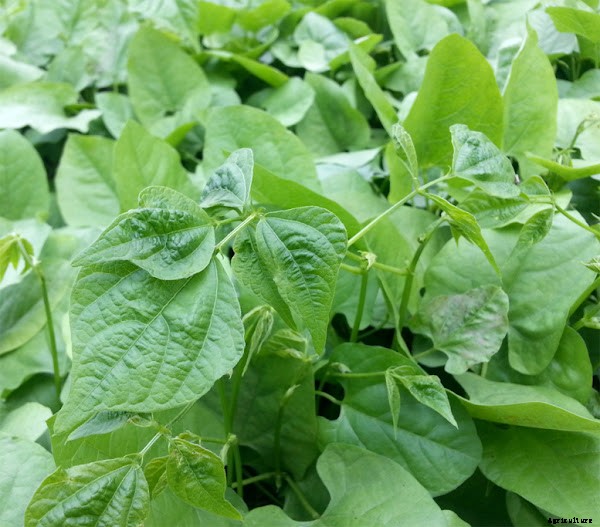 Tips For Growing Beans Organically in Home Garden