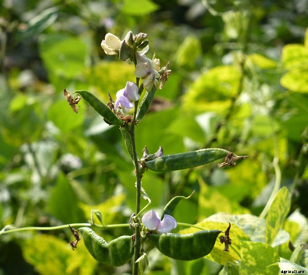 Tips For Growing Beans Organically in Home Garden