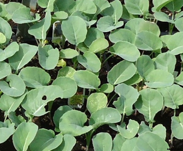 Growing Broccoli Organically in Home Garden